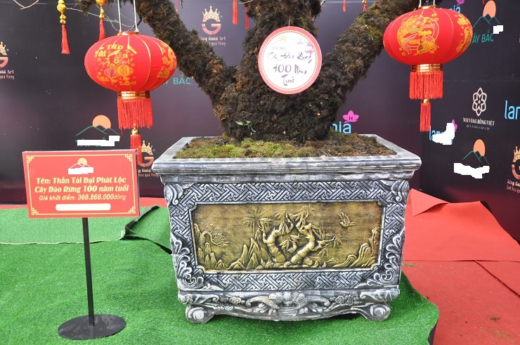 Chiêm ngưỡng cây đào 100 năm tuổi được bán với giá hơn 368 triệu đồng tại Hà Nội-5