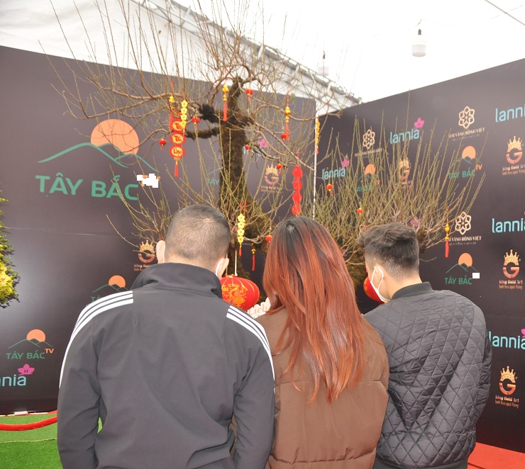 Chiêm ngưỡng cây đào 100 năm tuổi được bán với giá hơn 368 triệu đồng tại Hà Nội-6