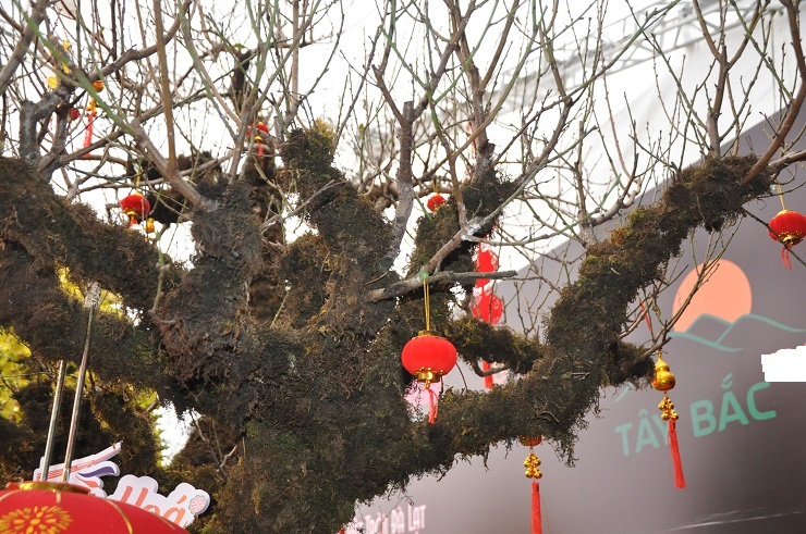 Chiêm ngưỡng cây đào 100 năm tuổi được bán với giá hơn 368 triệu đồng tại Hà Nội-7