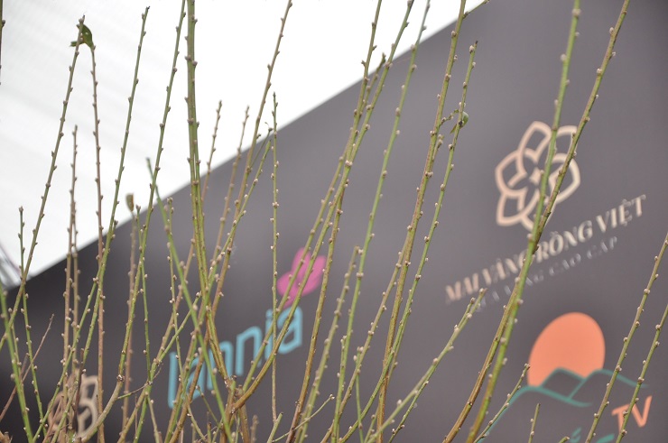 Chiêm ngưỡng cây đào 100 năm tuổi được bán với giá hơn 368 triệu đồng tại Hà Nội-8