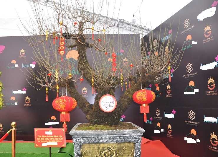 Chiêm ngưỡng cây đào 100 năm tuổi được bán với giá hơn 368 triệu đồng tại Hà Nội-9