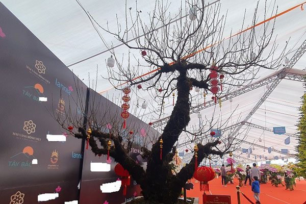 Những cành đào mới lạ đang sốt chợ Tết-4