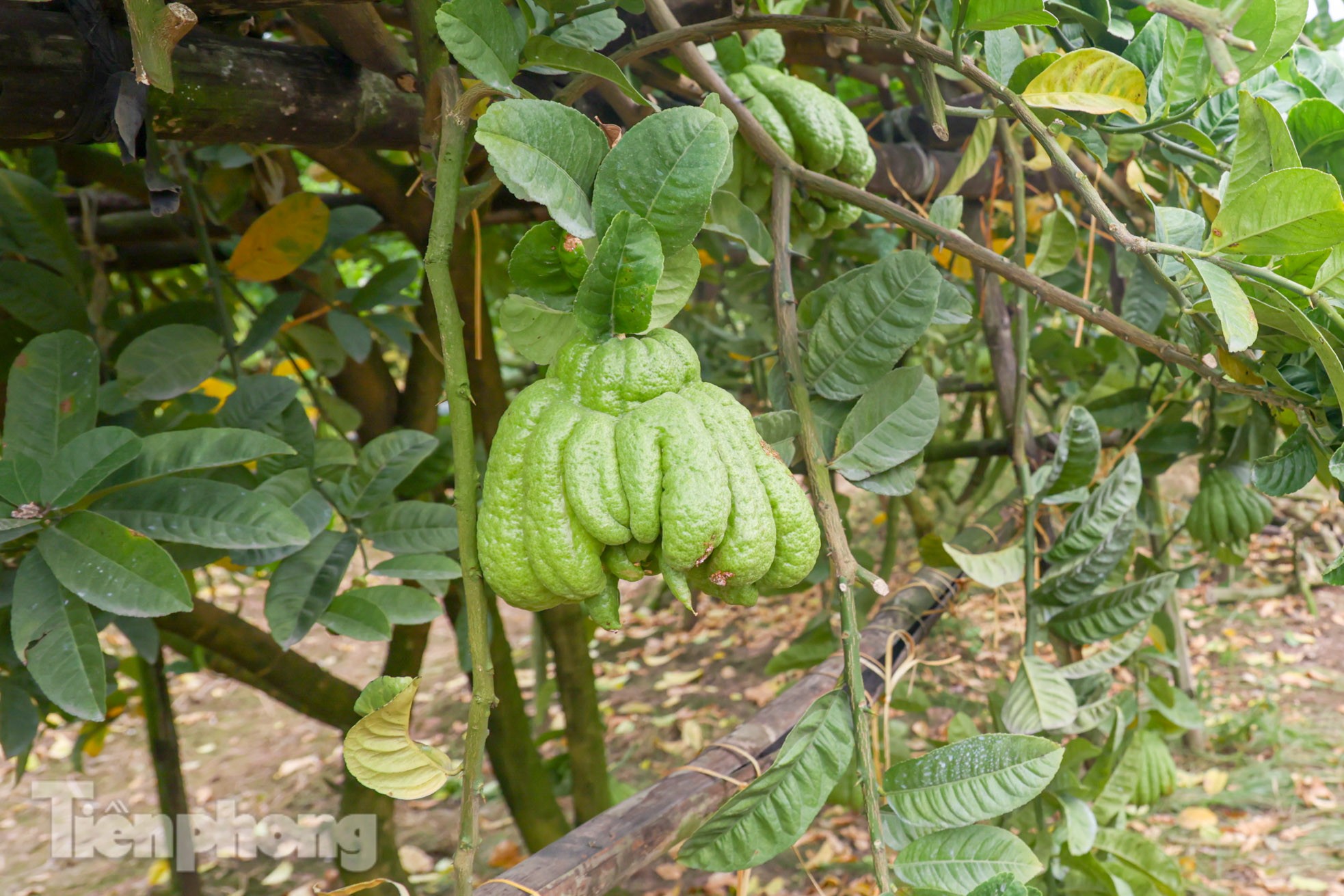 Phật thủ giá bạc triệu ở Hà Nội đắt khách dịp Tết Nguyên đán 2023-4