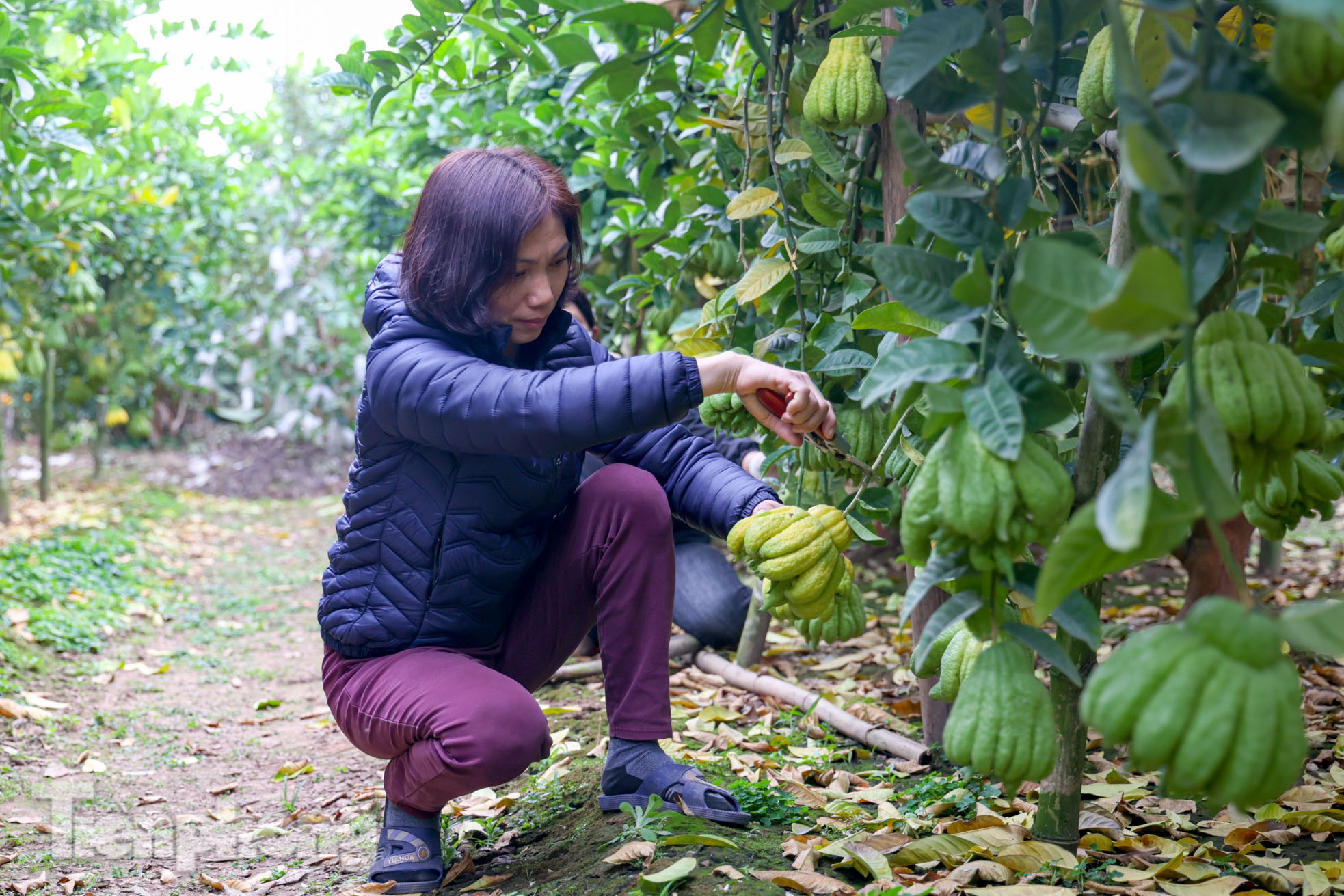 Phật thủ giá bạc triệu ở Hà Nội đắt khách dịp Tết Nguyên đán 2023-6