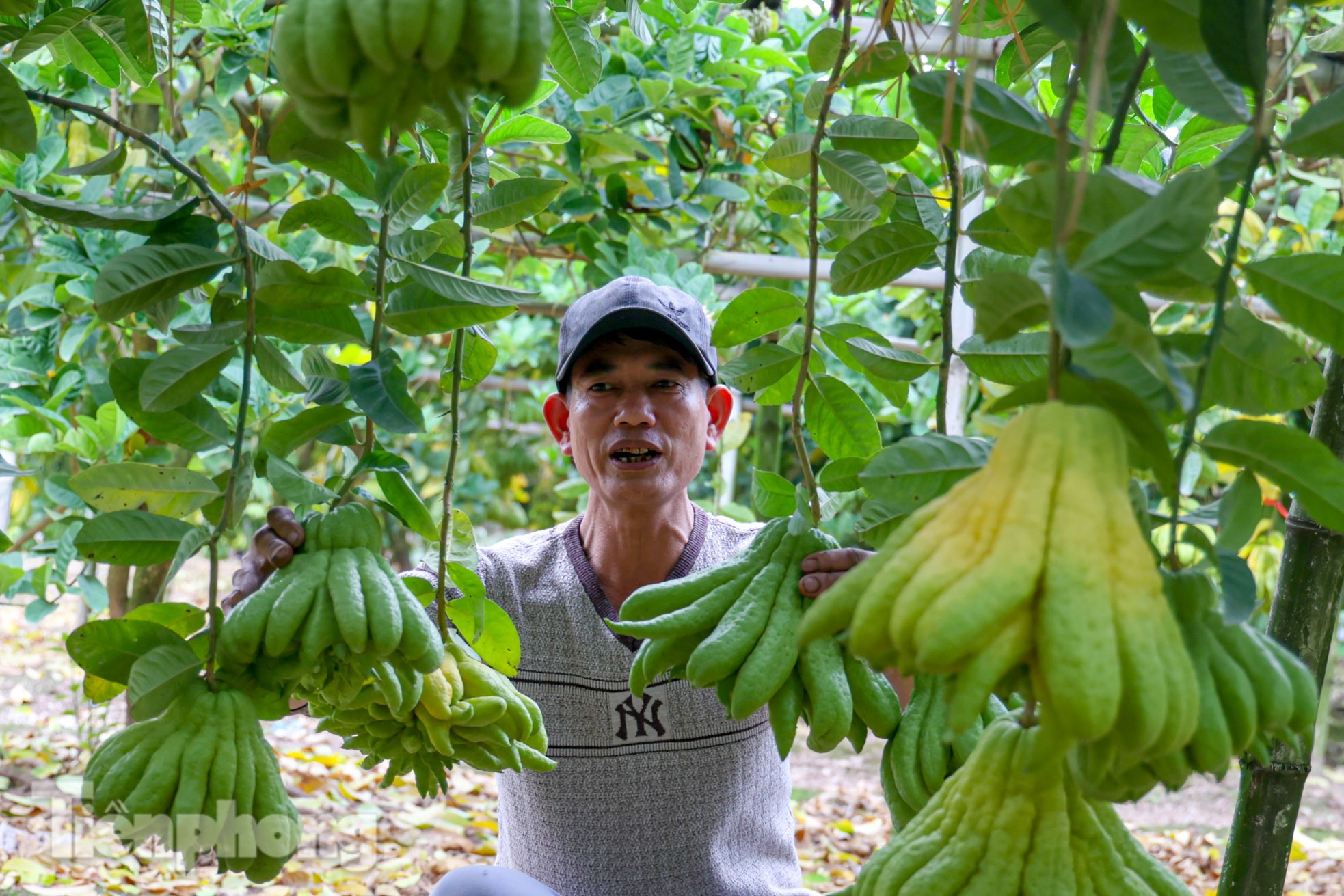 Phật thủ giá bạc triệu ở Hà Nội đắt khách dịp Tết Nguyên đán 2023-11