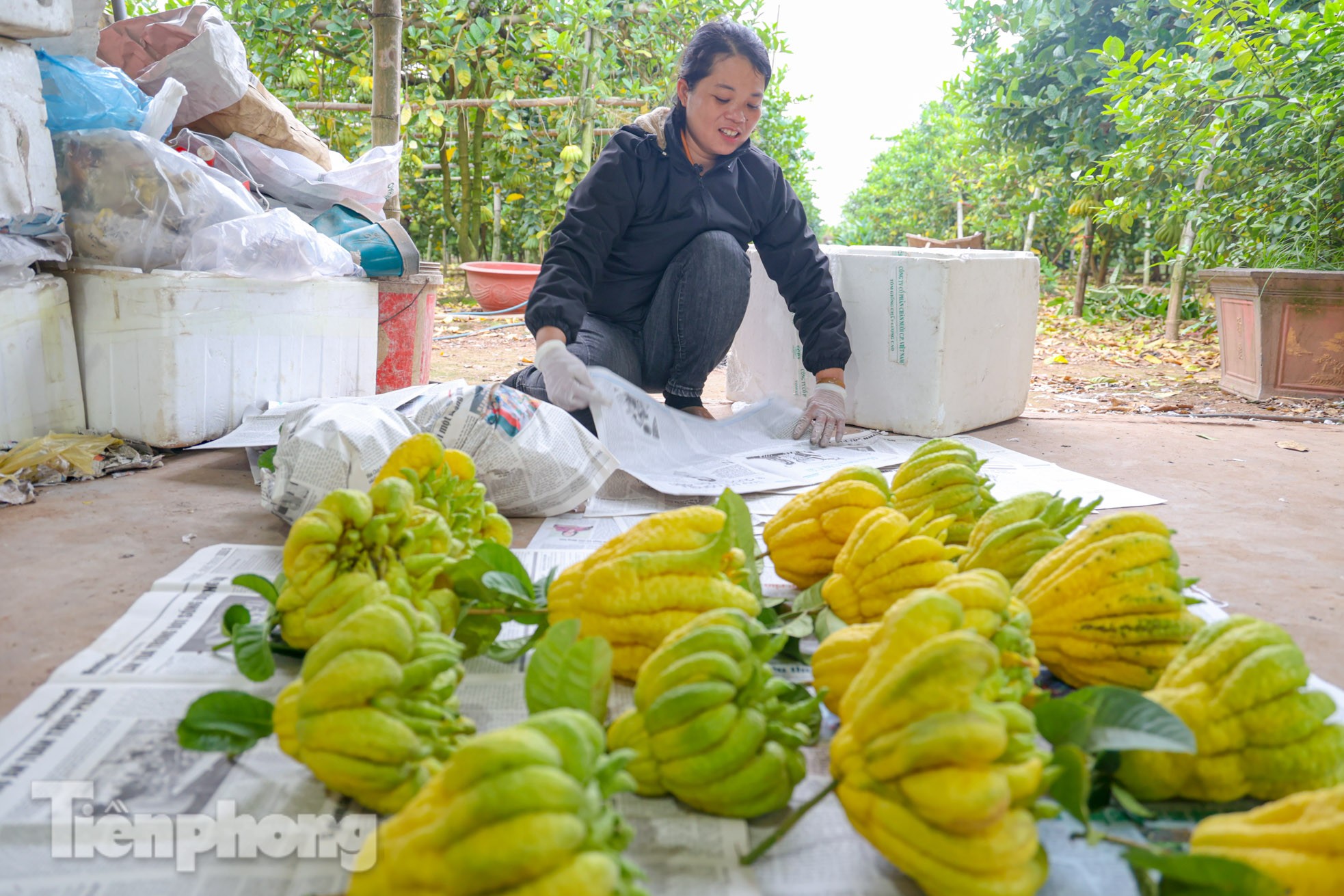 Phật thủ giá bạc triệu ở Hà Nội đắt khách dịp Tết Nguyên đán 2023-12