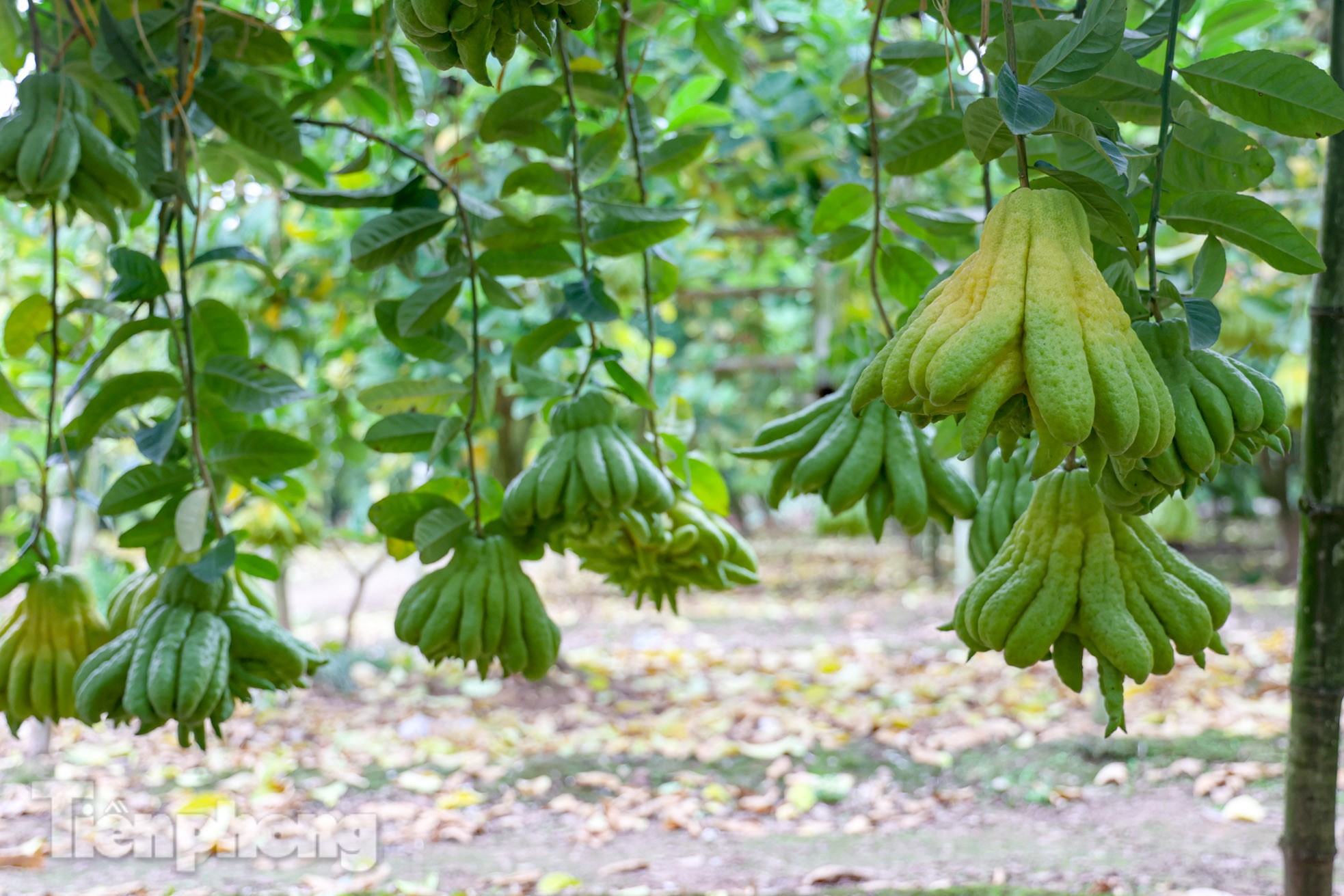 Phật thủ giá bạc triệu ở Hà Nội đắt khách dịp Tết Nguyên đán 2023-7