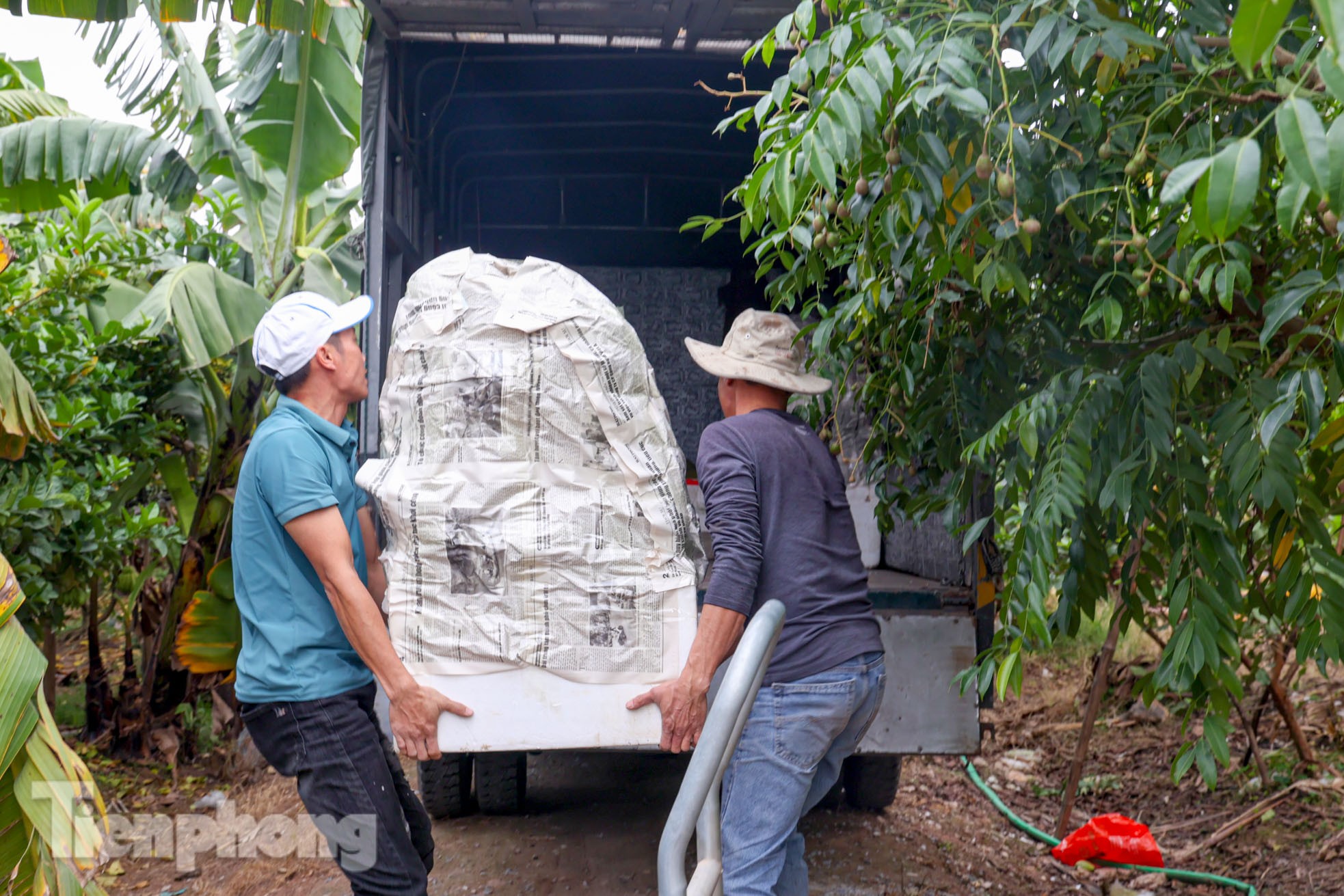 Phật thủ giá bạc triệu ở Hà Nội đắt khách dịp Tết Nguyên đán 2023-14