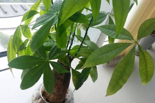 Cây phát lộc có ra hoa?-2