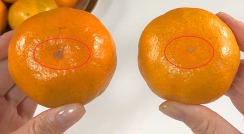 Mua cam Canh chọn quả cuống đầy hay lõm: Người trồng lâu năm mách 3 mẹo chọn chuẩn, không sợ bị khô-4