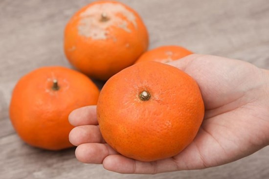 Mua cam Canh chọn quả cuống đầy hay lõm: Người trồng lâu năm mách 3 mẹo chọn chuẩn, không sợ bị khô