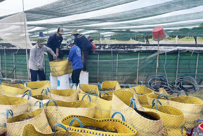 Giá tôm tăng cao kỷ lục-2