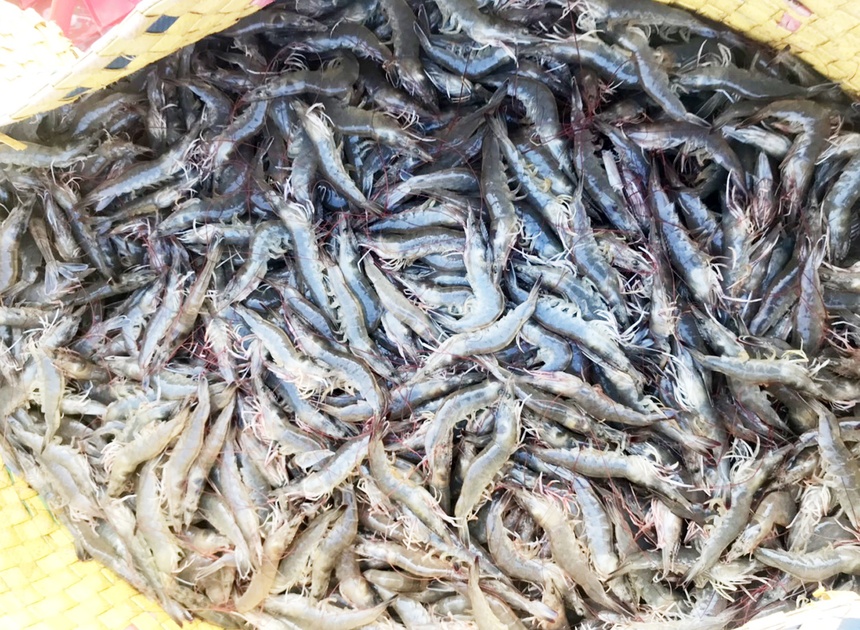 Giá tôm tăng cao kỷ lục-1