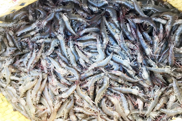 Tôm hùm, cua Cà Mau tăng giá kinh khủng-3