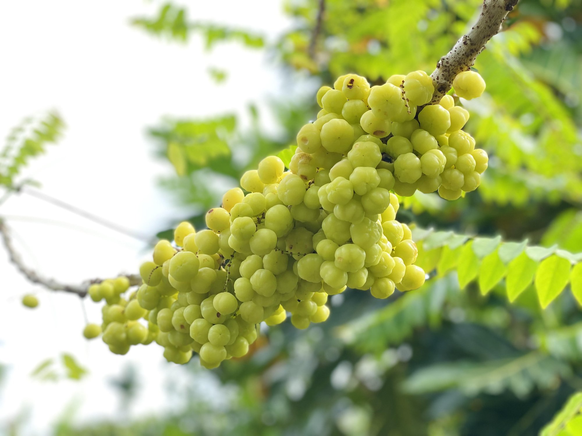 Tự làm mứt chùm ruột chua ngọt ăn là mê-1