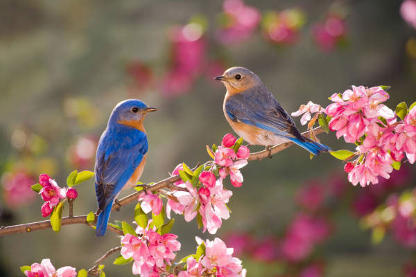 10 ngày cuối năm Nhâm Dần, 3 con giáp làm ăn phát đạt, tiền đếm mỏi tay-1