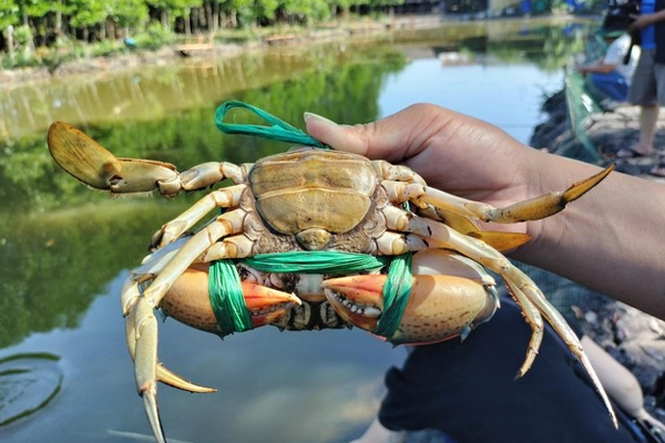 Cà Mau: Giá cua tăng gấp đôi khi Trung Quốc mở cửa-1