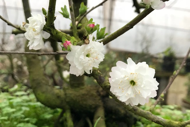 Hà Nội: Chiêm ngưỡng chi mai trắng, dáng lạ, chỉ cho thuê chứ không bán-1