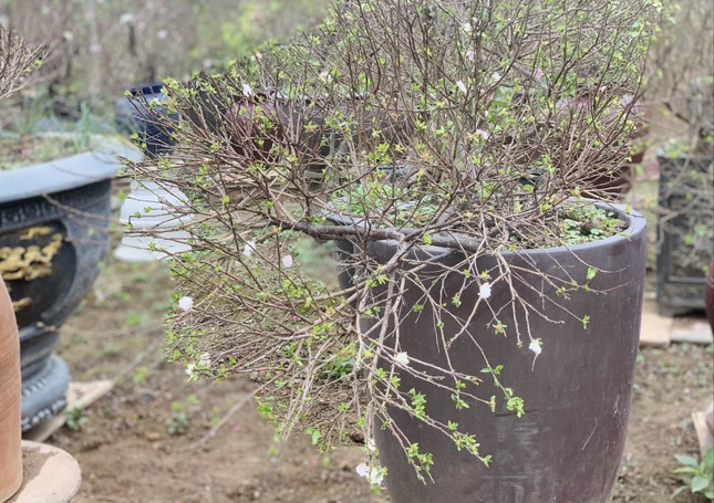 Hà Nội: Chiêm ngưỡng chi mai trắng, dáng lạ, chỉ cho thuê chứ không bán-4