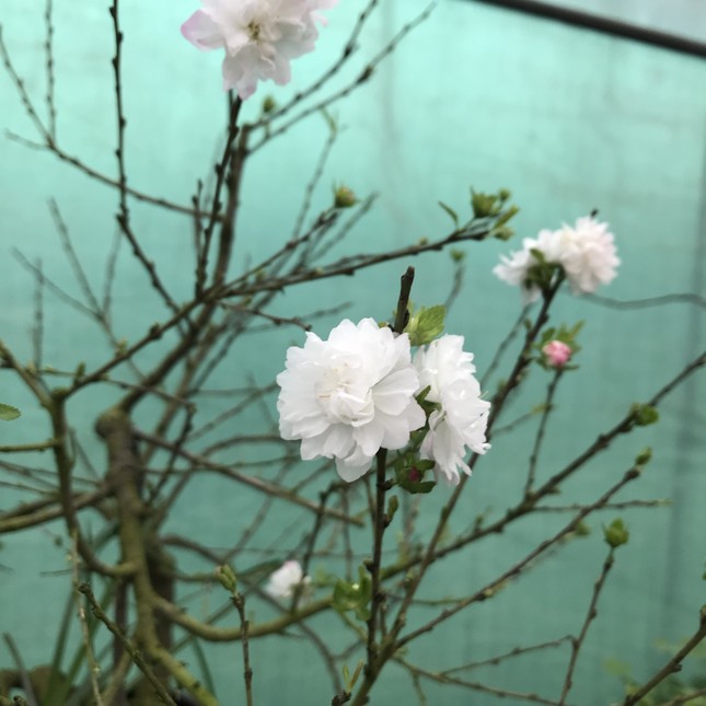 Hà Nội: Chiêm ngưỡng chi mai trắng, dáng lạ, chỉ cho thuê chứ không bán-5