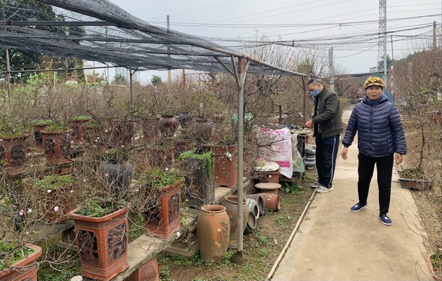 Hà Nội: Chiêm ngưỡng chi mai trắng, dáng lạ, chỉ cho thuê chứ không bán-7