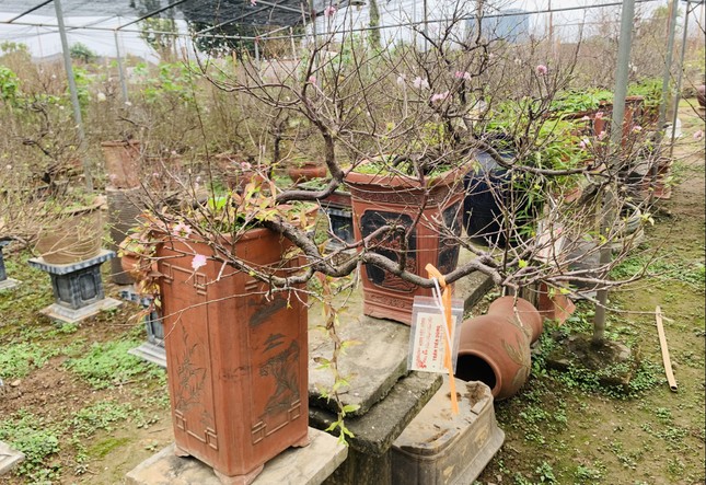 Hà Nội: Chiêm ngưỡng chi mai trắng, dáng lạ, chỉ cho thuê chứ không bán-9