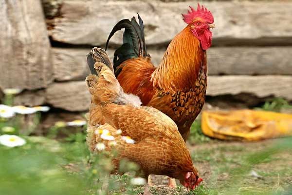 Tết Nguyên đán, 4 con giáp có sao may mắn chiếu mệnh, nhận bao lì xì lớn, đón năm mới sung túc-5