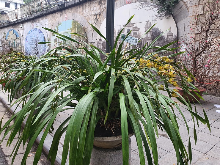 Hoa rừng xuống phố giá 50.000 đồng/bông, chị em mua cả nghìn bông về chơi Tết-9