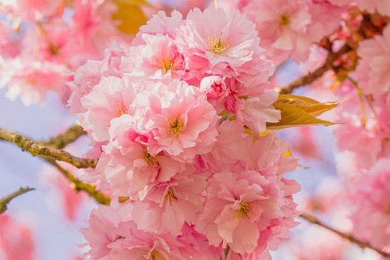 Tết Nguyên đán, 4 con giáp có sao may mắn chiếu mệnh, nhận bao lì xì lớn, đón năm mới sung túc