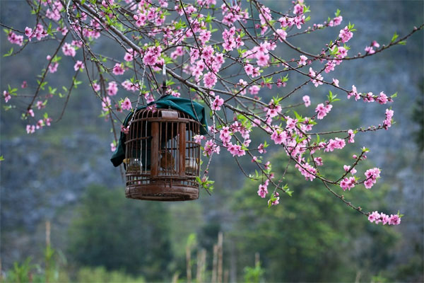 Tết Nguyên đán, 4 con giáp có sao may mắn chiếu mệnh, nhận bao lì xì lớn, đón năm mới sung túc-3