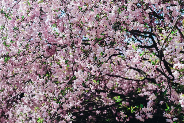 Tết Nguyên đán, 4 con giáp có sao may mắn chiếu mệnh, nhận bao lì xì lớn, đón năm mới sung túc-4