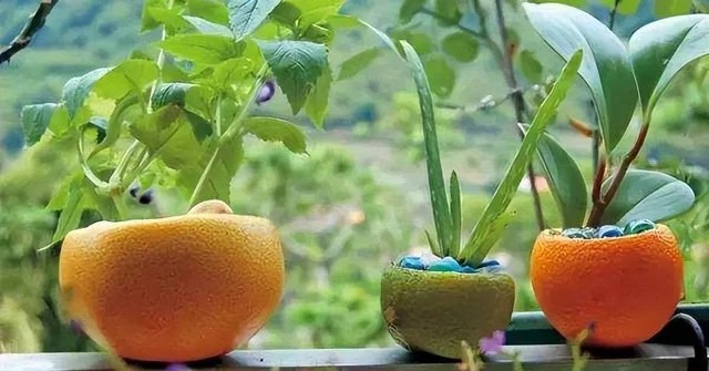 Cam thối hỏng đừng vội bỏ đi, bạn sẽ bất ngờ về công dụng chúng mang lại-1