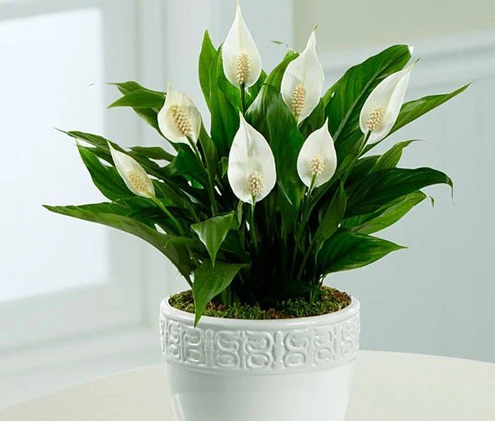 6 cây cảnh ‘chuyển vận’, cầu may mắn nên bày trong nhà dịp Tết Nguyên đán-2