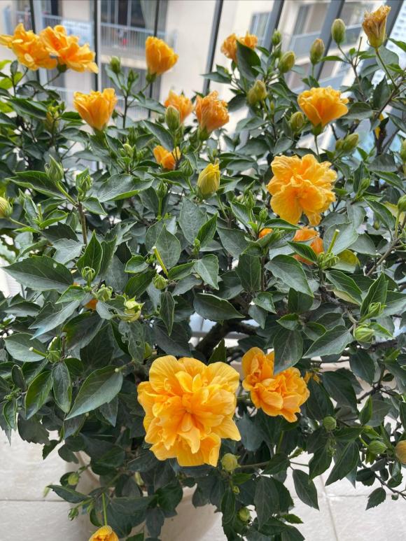 Penthouse sang chảnh nhà vợ chồng MC Thành Trung trang hoàng rực rỡ, ngập sắc hoa đón Tết-14