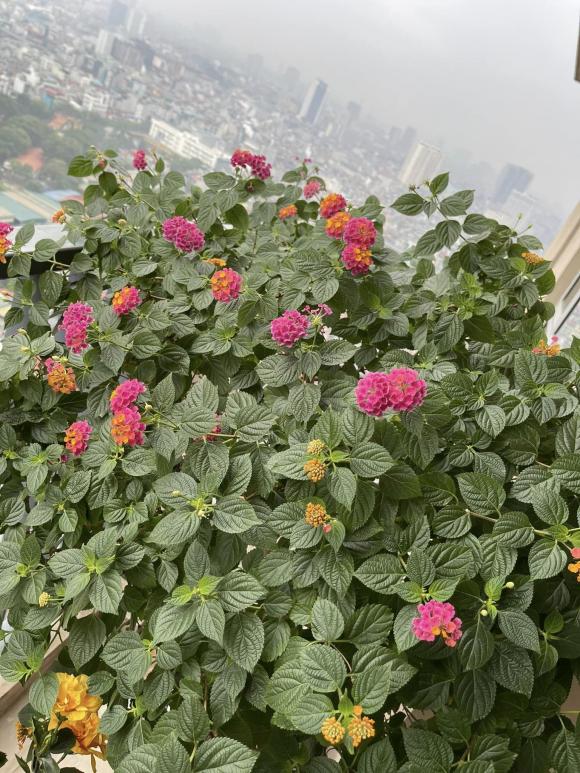 Penthouse sang chảnh nhà vợ chồng MC Thành Trung trang hoàng rực rỡ, ngập sắc hoa đón Tết-6