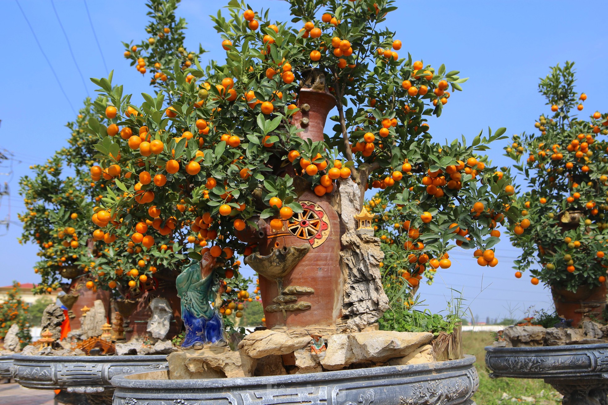 Độc lạ song quất ghép trên thân gỗ lũa giá 80 triệu đồng-1