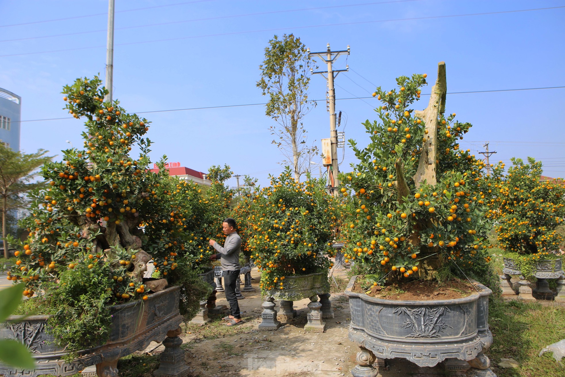 Độc lạ song quất ghép trên thân gỗ lũa giá 80 triệu đồng-3