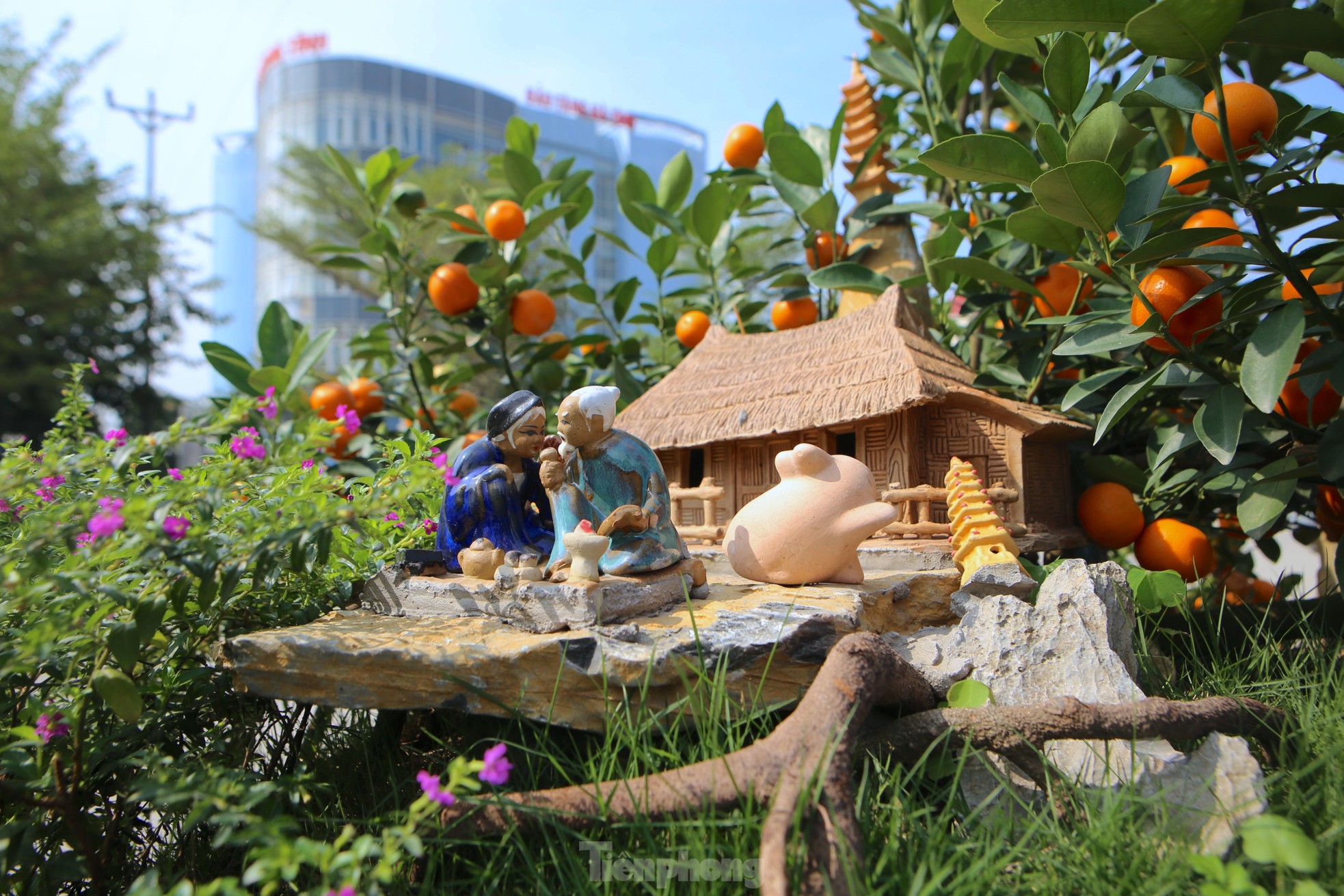 Độc lạ song quất ghép trên thân gỗ lũa giá 80 triệu đồng-4