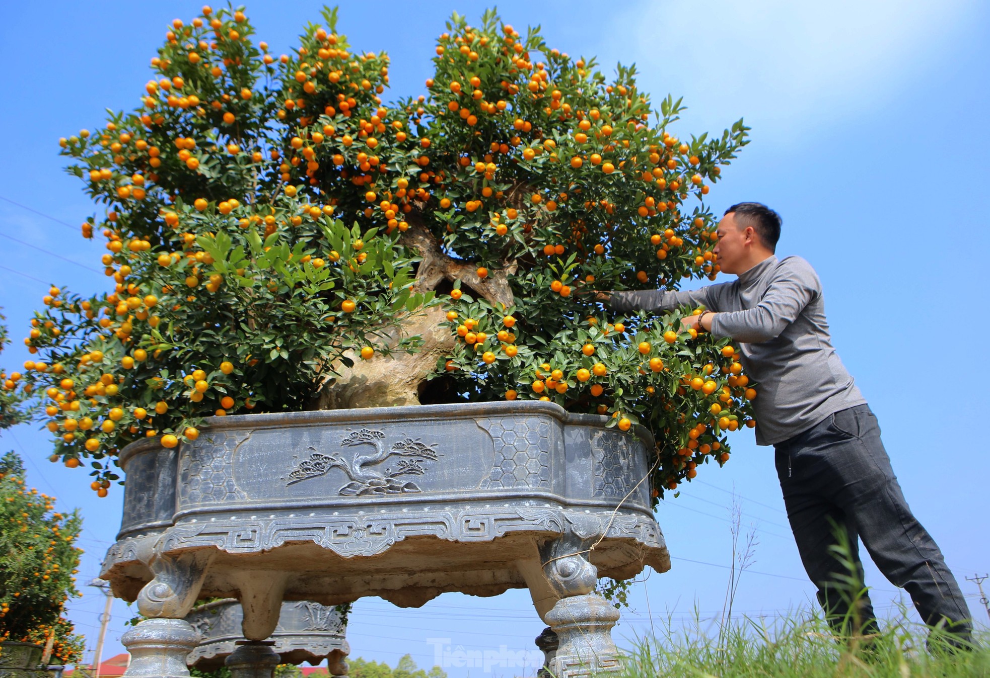 Độc lạ song quất ghép trên thân gỗ lũa giá 80 triệu đồng-6