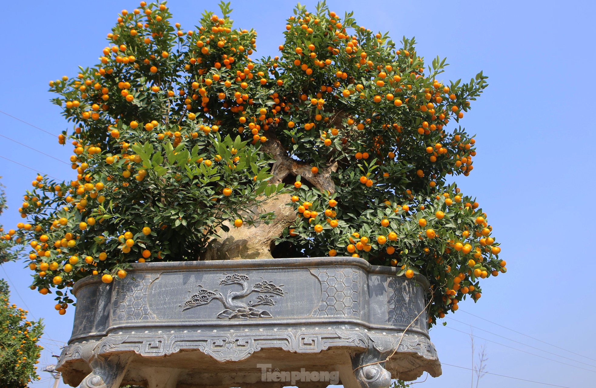 Độc lạ song quất ghép trên thân gỗ lũa giá 80 triệu đồng-7