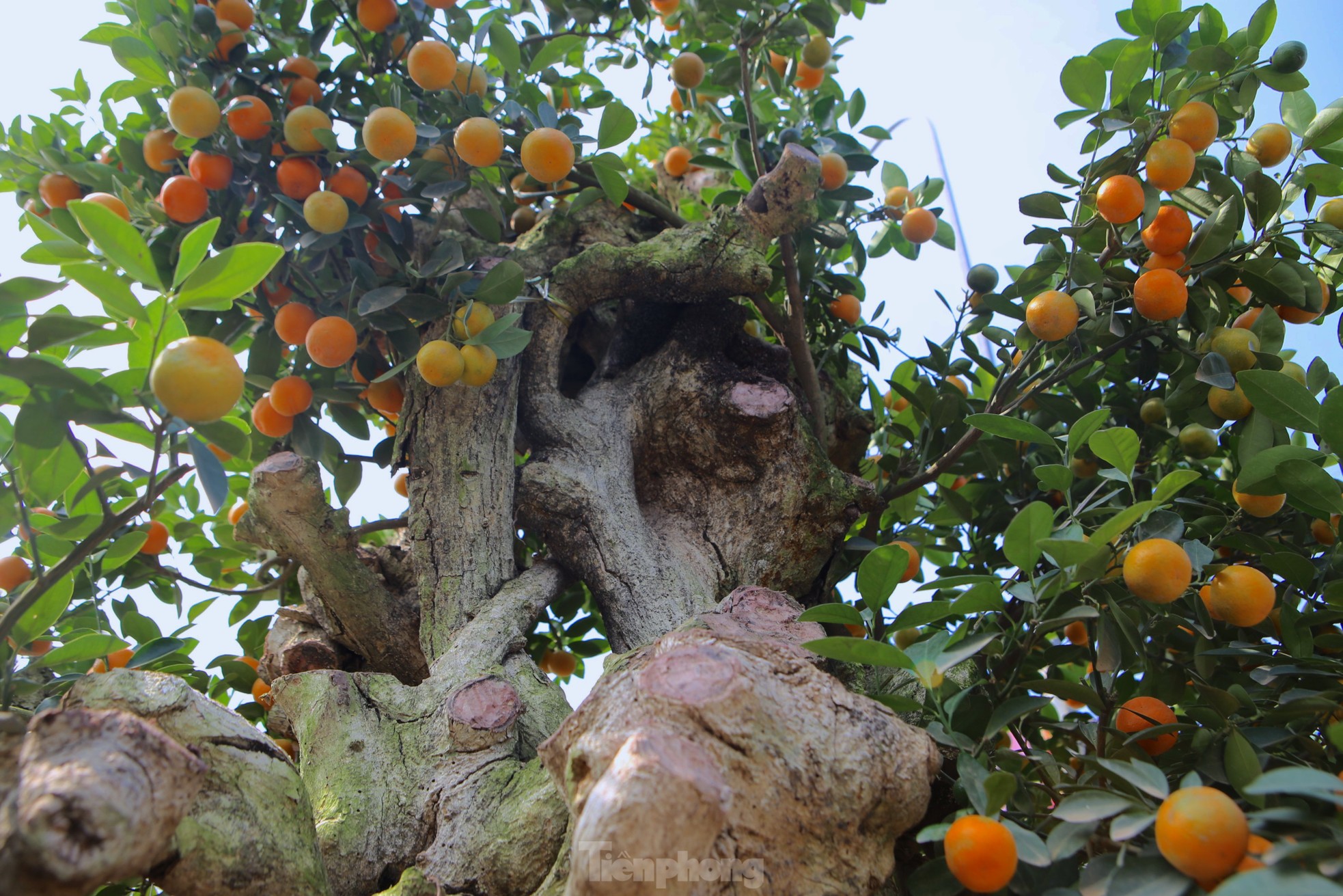 Độc lạ song quất ghép trên thân gỗ lũa giá 80 triệu đồng-8