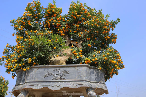 Chợ hoa Tết tại TP.HCM đìu hiu vì không nhập được hàng-10