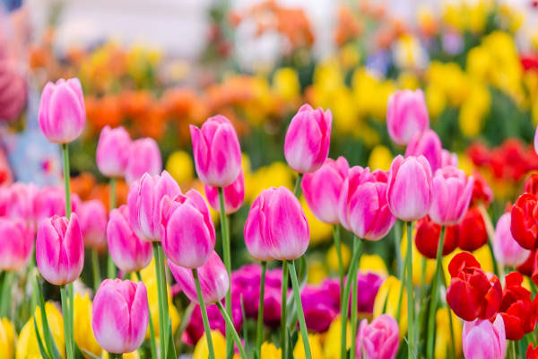 Giờ sinh của người nói được làm được, tương lai thành đạt, phúc lộc song toàn-2