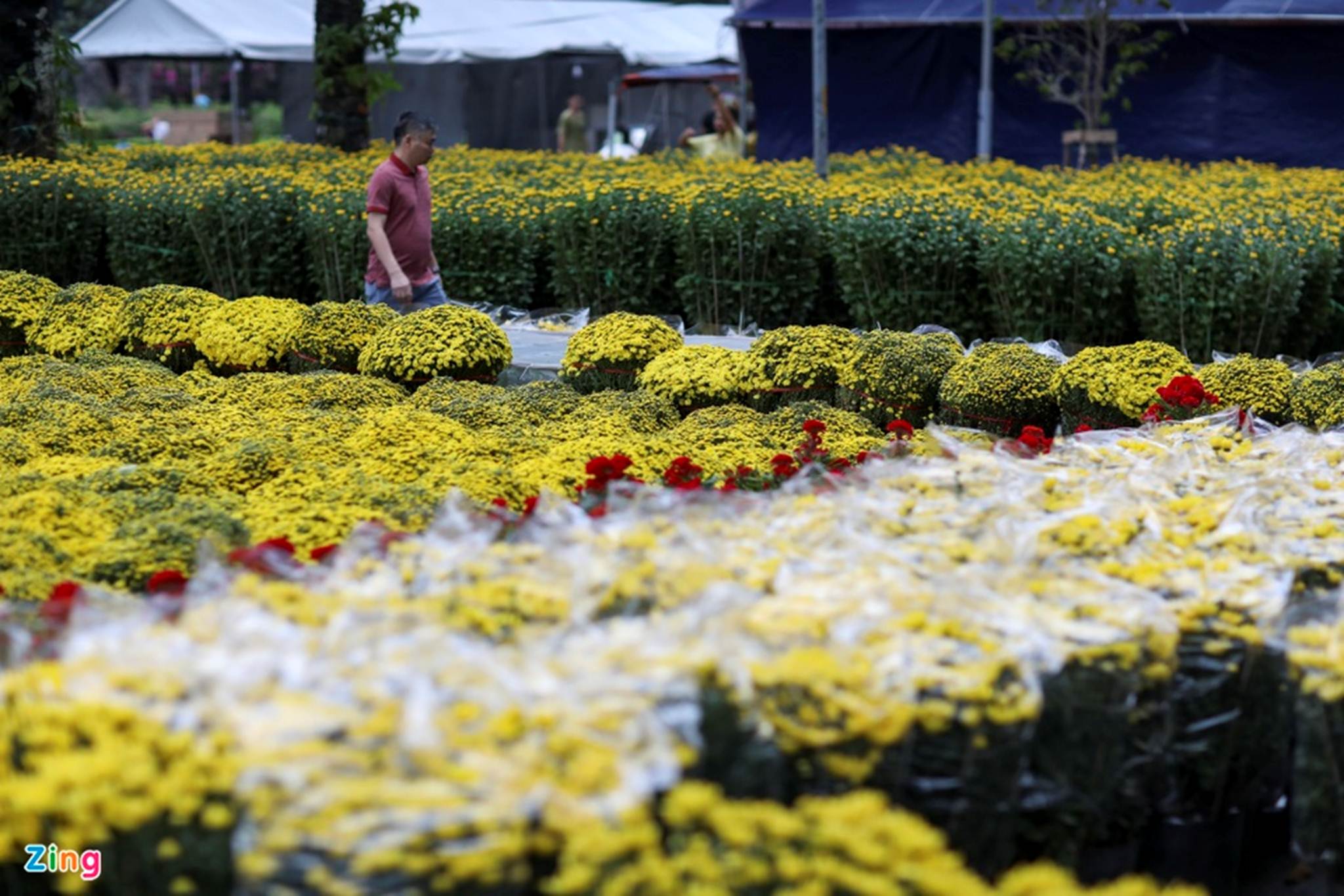 Chợ hoa Tết tại TP.HCM đìu hiu vì không nhập được hàng-1