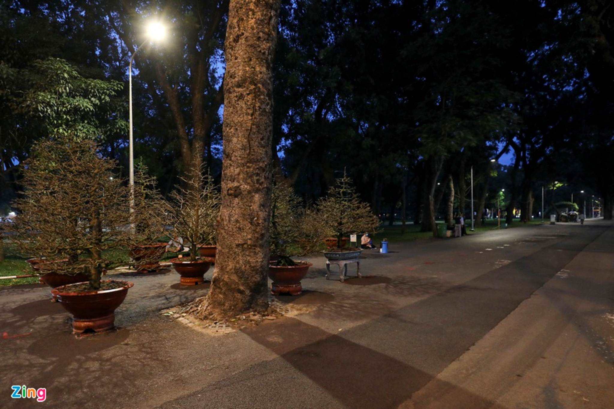 Chợ hoa Tết tại TP.HCM đìu hiu vì không nhập được hàng-4