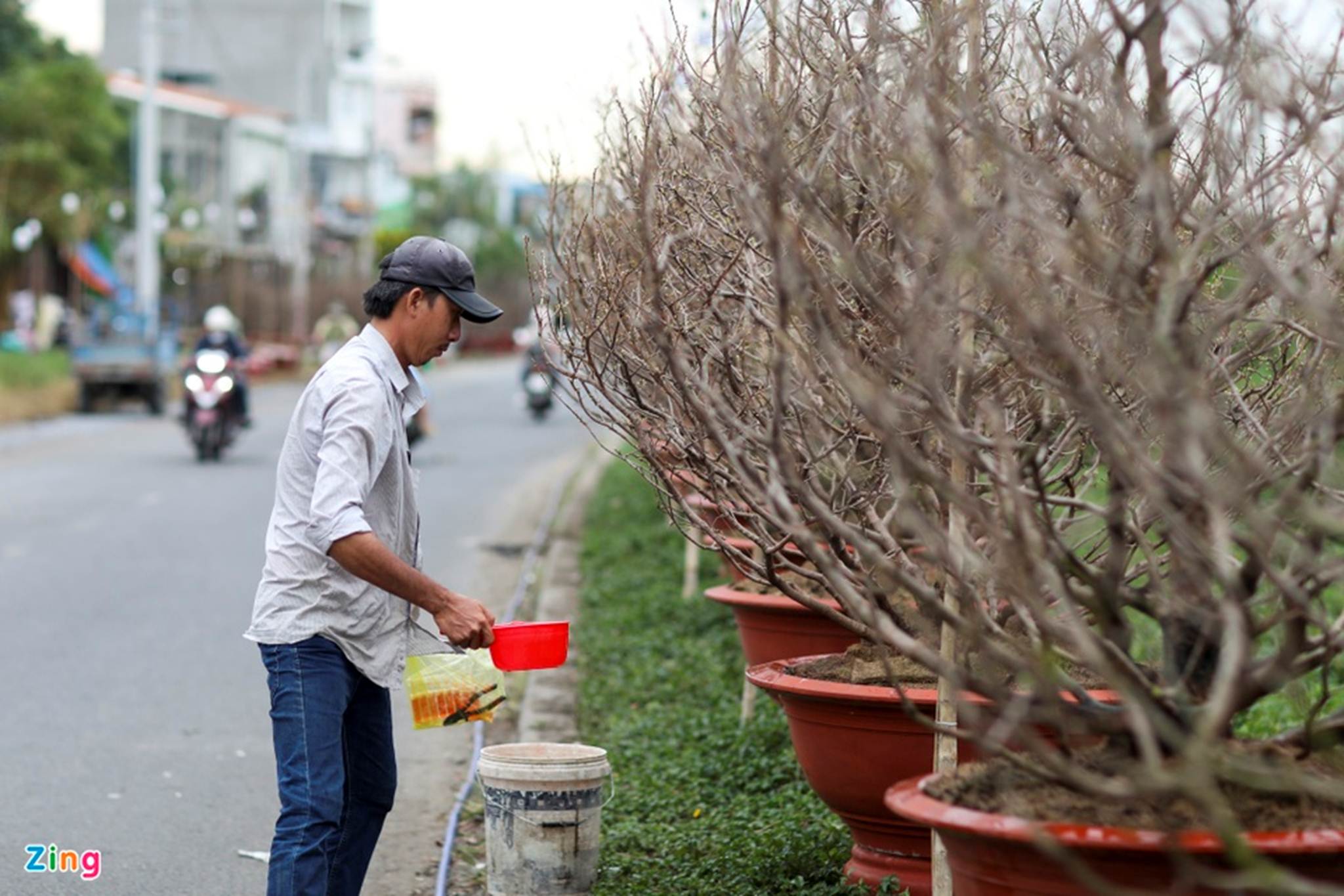 Chợ hoa Tết tại TP.HCM đìu hiu vì không nhập được hàng-6