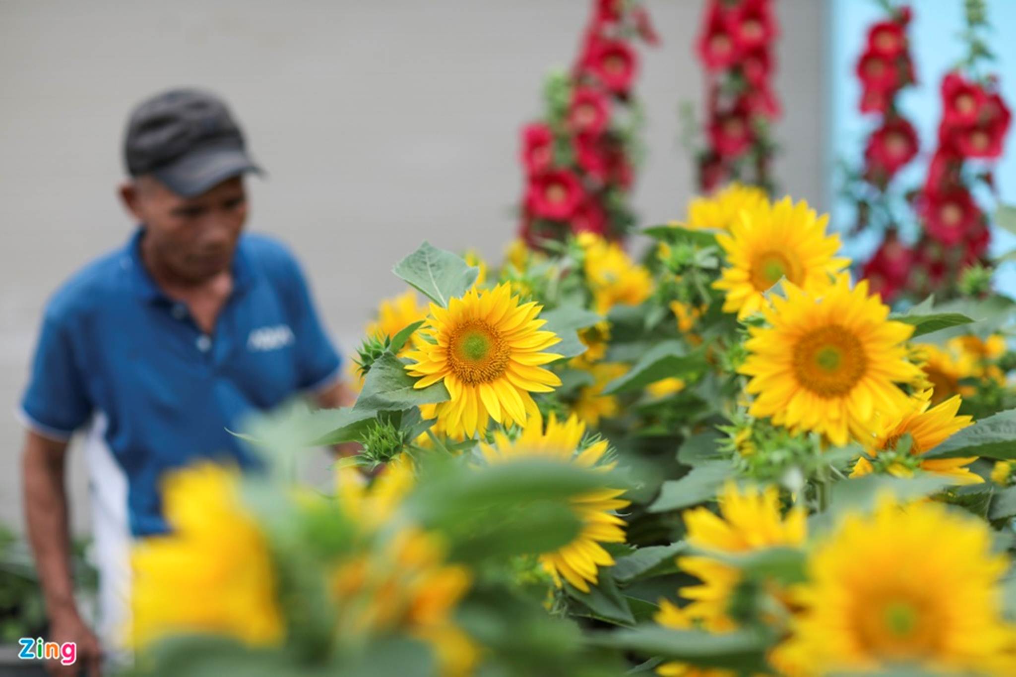 Chợ hoa Tết tại TP.HCM đìu hiu vì không nhập được hàng-7