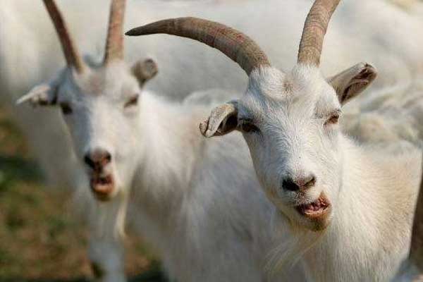 Từ 23 tháng Chạp: Ba con giáp hứng trọn tinh hoa, tiền ào vào túi-1