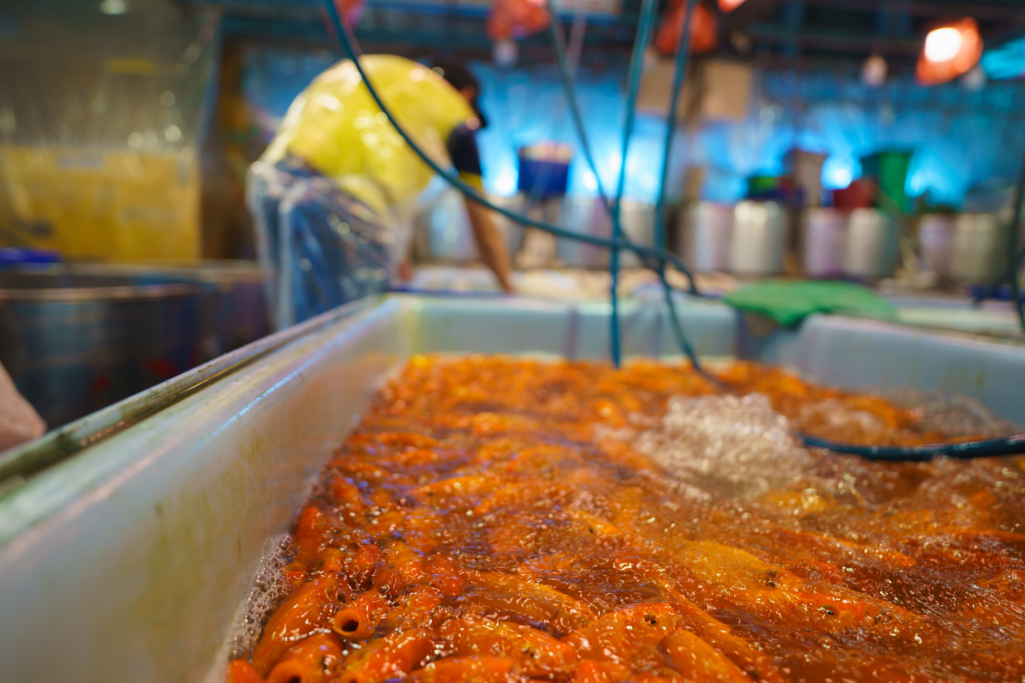 Chợ cá chép lớn nhất TP.HCM nhộn nhịp về đêm-13