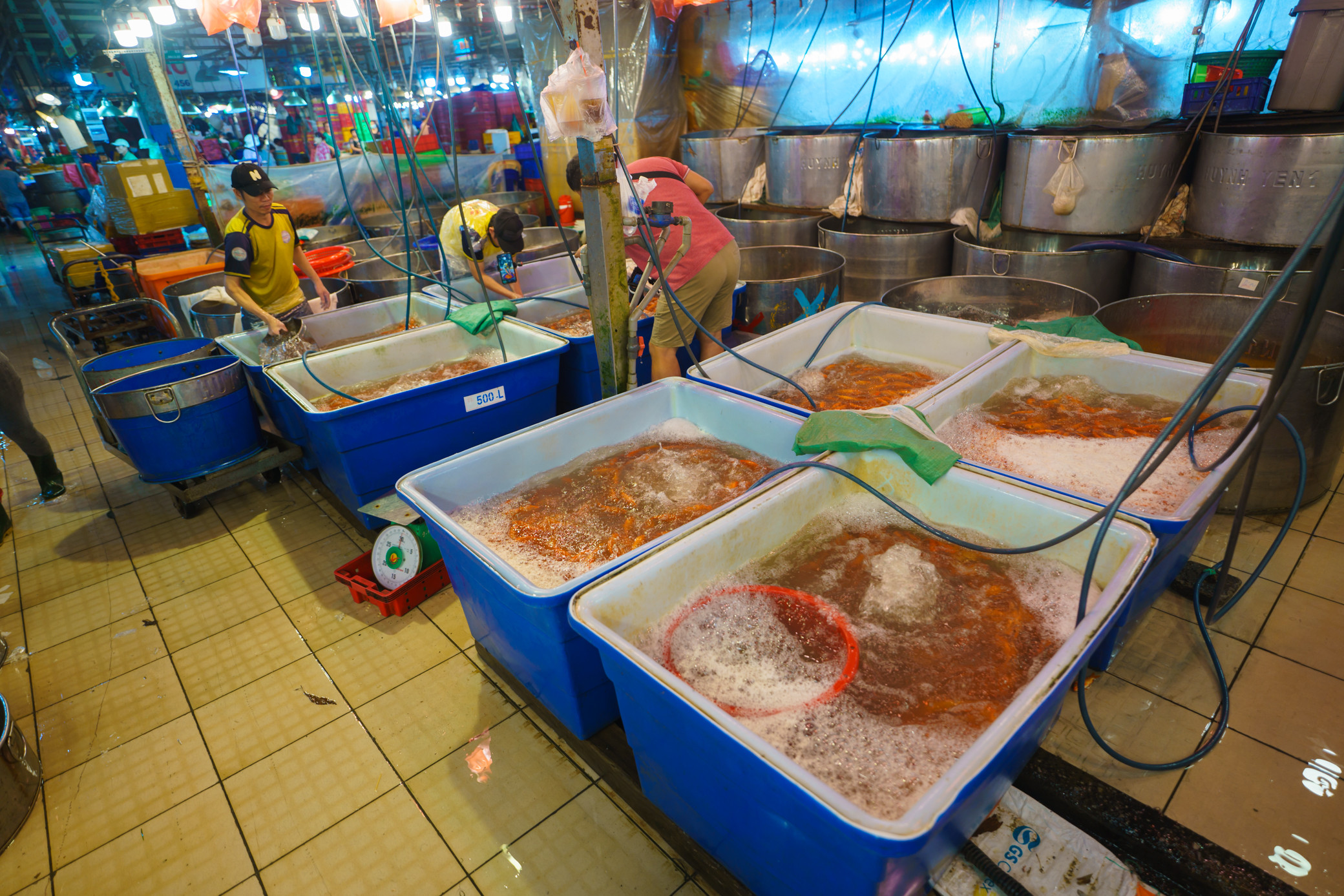 Chợ cá chép lớn nhất TP.HCM nhộn nhịp về đêm-3